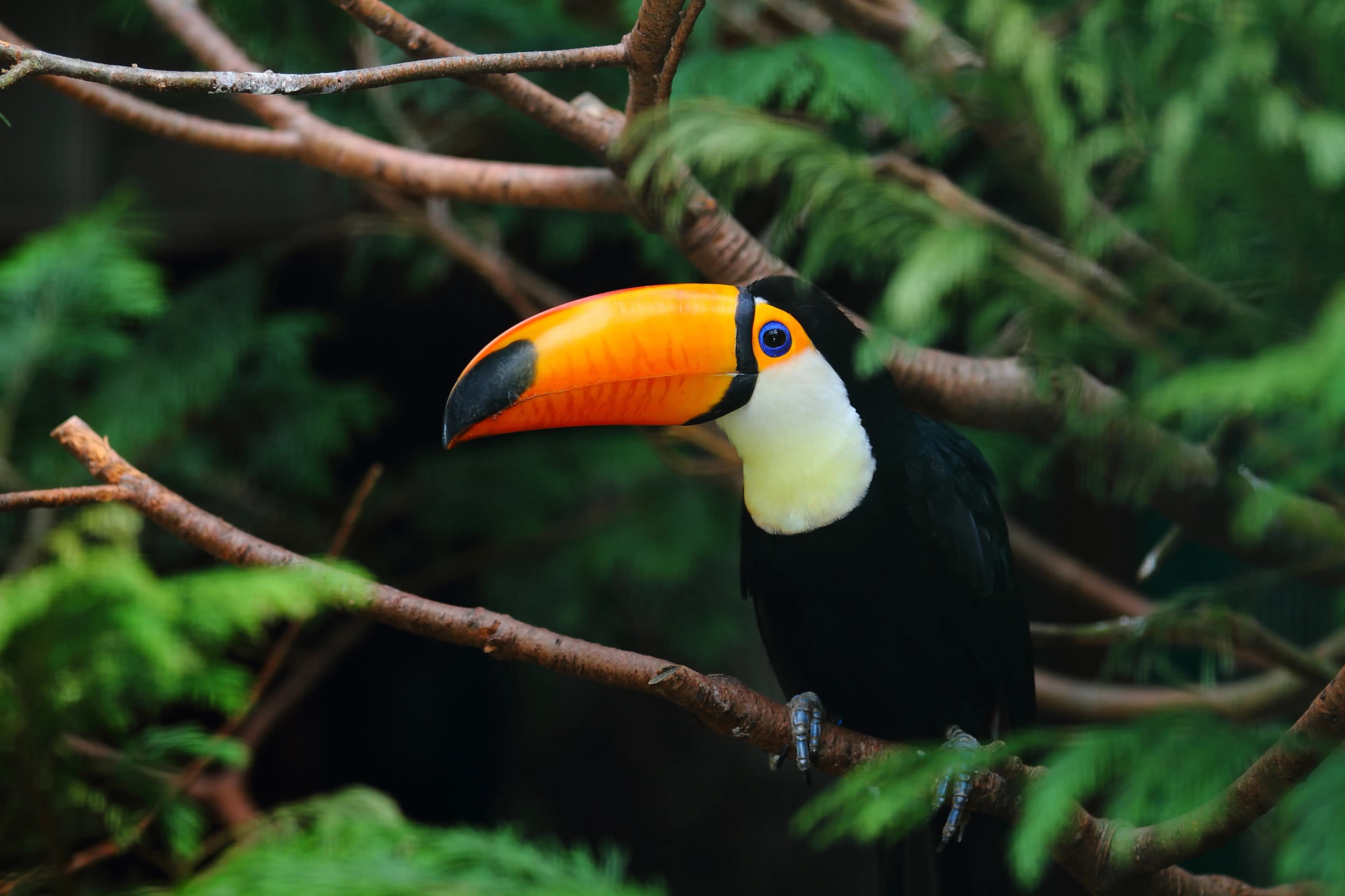 Guanacaste, Costa Rica